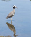 Black Crowned Night Heron Royalty Free Stock Photo