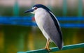 Black crowned night heron with the white plumes