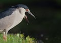 Black-crowned night heron yells with mouth open