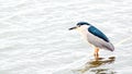 Black-crowned Night Herons, bird, nature, wildlife