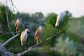 Black Crowned Night Herons and Snowy Egrets