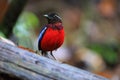 Black-crowned pitta Royalty Free Stock Photo