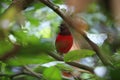 Black-crowned pitta Royalty Free Stock Photo