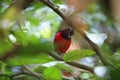 Black-crowned pitta Royalty Free Stock Photo