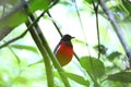 Black-crowned pitta Royalty Free Stock Photo