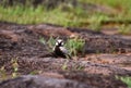 Black crowned sparrow lark or Eremopterix nigriceps bird standing on the rocky surface Royalty Free Stock Photo