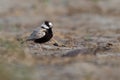 Black-crowned Sparrow-Lark - Eremopterix nigriceps in the desert of Boa Vista Royalty Free Stock Photo
