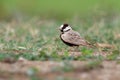 Black-crowned Sparrow-Lark - Eremopterix nigriceps in the desert of Boa Vista Royalty Free Stock Photo