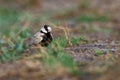 Black-crowned Sparrow-Lark - Eremopterix nigriceps in the desert of Boa Vista Royalty Free Stock Photo