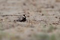 Black-crowned Sparrow-Lark - Eremopterix nigriceps in the desert of Boa Vista Royalty Free Stock Photo