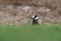 Black-crowned Sparrow-Lark - Eremopterix nigriceps in the desert of Boa Vista Royalty Free Stock Photo