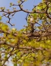 Black-crowned Tchagra Royalty Free Stock Photo