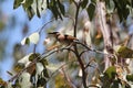 Black-crowned tchagra Tchagra senegalus Royalty Free Stock Photo