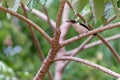 Black-crowned Tityra perched on an embauba branch, looking at the observer, with blurred green leaves in the background