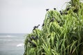 Black crowns sitting on a green bush