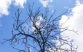 Black crowns of a tree without leaves against a blue sky