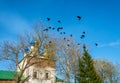 Black crows, coming out of the tree.