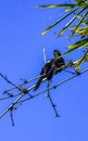 Black crows and corvids sitting on branch with blue sky Royalty Free Stock Photo