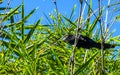 Black crows and corvids sitting on branch with blue sky Royalty Free Stock Photo