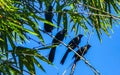 Black crows and corvids sitting on branch with blue sky Royalty Free Stock Photo