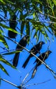 Black crows and corvids sitting on branch with blue sky Royalty Free Stock Photo