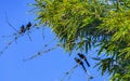 Black crows and corvids sitting on branch with blue sky Royalty Free Stock Photo