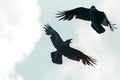 Black crows fly spreading their wings Royalty Free Stock Photo