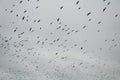 Black crows flying in the cloudy sky.