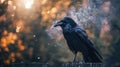 Black crows in misty forest. Fantasy world. Crow and magic atmosphere Royalty Free Stock Photo