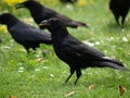 Black crows in park Royalty Free Stock Photo