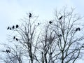 Black crows perched in the branches or a bare winter tree