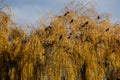 Black crows photographed next to the River Thames in a willow tree in Twickenham, west London UK on a clear, cold winter`s day. Royalty Free Stock Photo