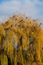 Black crows photographed next to the River Thames in a willow tree in Twickenham, west London UK on a clear, cold winter`s day. Royalty Free Stock Photo