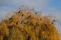 Black crows photographed next to the River Thames in a willow tree in Twickenham, west London UK on a clear, cold winter`s day. Royalty Free Stock Photo