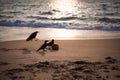 Black crows play with coconut on the sandy shore of the Indian ocean.