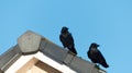 Black Crows Royalty Free Stock Photo