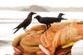 Black crows sit on orange fishing nets Royalty Free Stock Photo