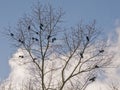 black crows sitting in the branches of a bare tree - corvus Royalty Free Stock Photo