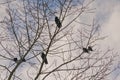 black crows sitting in the branches of a bare tree - corvus Royalty Free Stock Photo