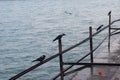 Black crows sitting on the pole near ganga river in Haridwar India