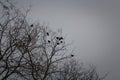 Black crows sitting on tree top. Birds sitting on bare tree branches in winter on dawn grey sky background. Royalty Free Stock Photo