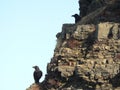 Black crows watch from the cliff. silhouette image against the sky