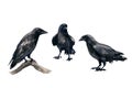 Black Crows Watercolor Sketch Royalty Free Stock Photo