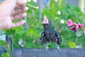 A black cuckoo is opening its mouth wide to feed From the hands