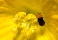 Black cucurbit beetle on the flower