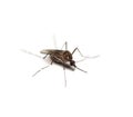 black culex mosquito