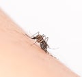 black culex mosquito