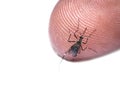 black culex mosquito isolated