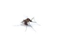 black culex mosquito