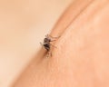 black culex mosquito